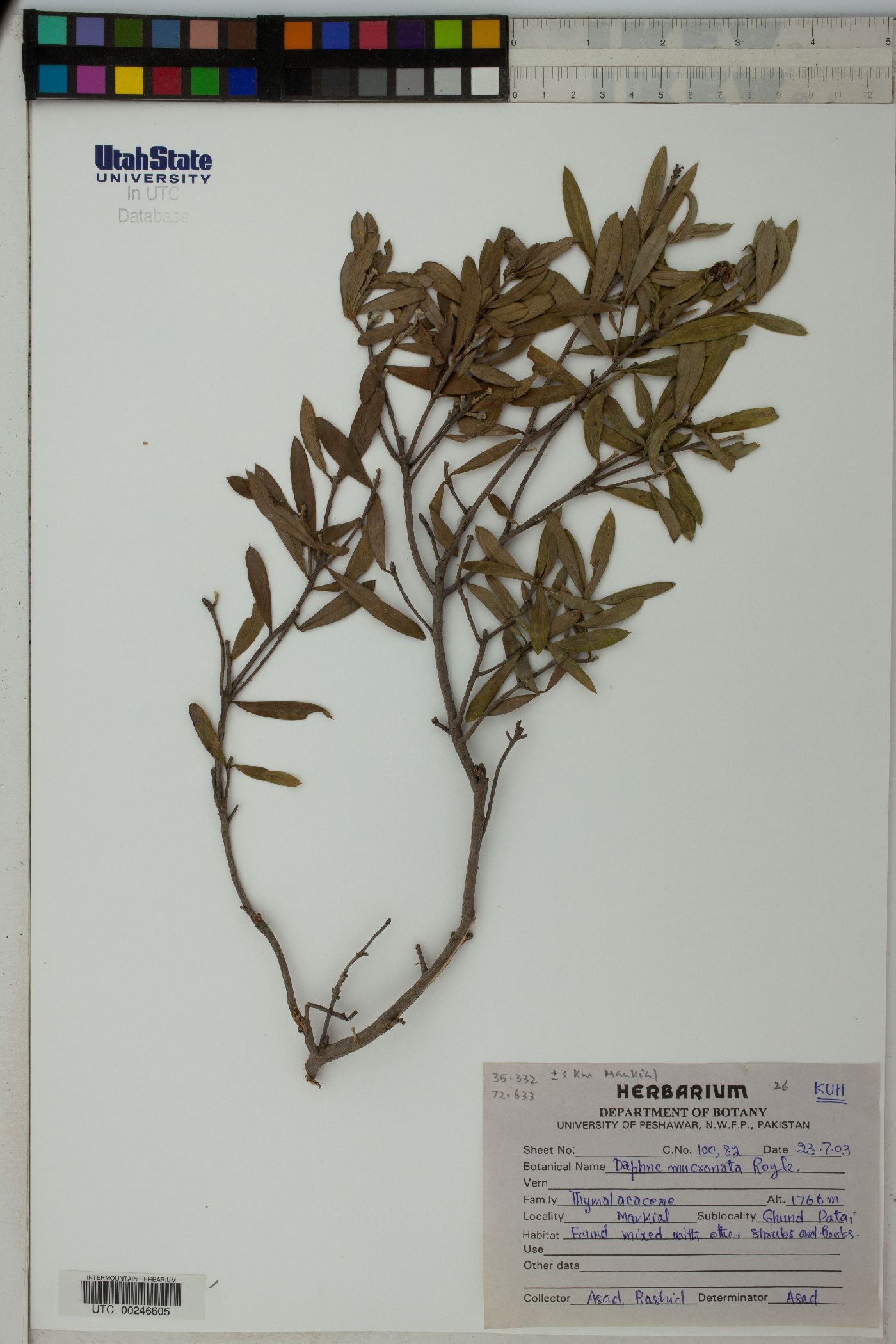 Daphne mucronata image