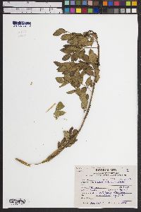 Image of Fraxinus xanthoxyloides