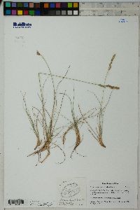 Festuca trachyphylla image
