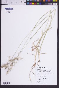 Helictotrichon pubescens image