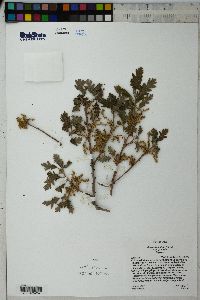 Quercus gambelii image