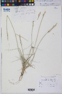 Elymus farctus image