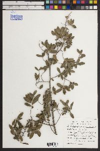 Diospyros texana image