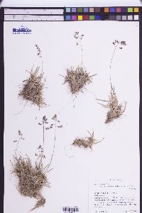 Poa leptocoma subsp. paucispicula image
