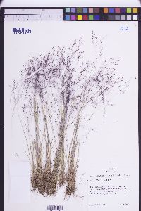 Agrostis humilis image