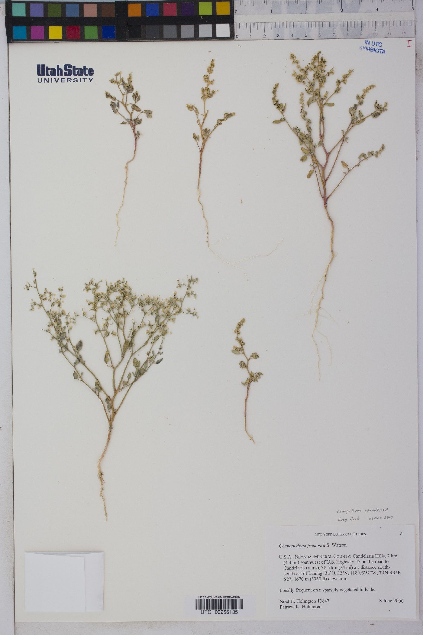 Chenopodium nevadense image