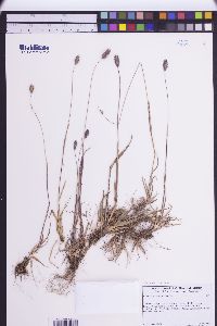 Phleum alpinum image