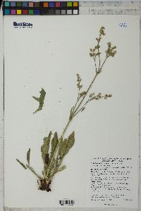 Valeriana edulis image