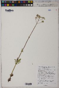 Valeriana occidentalis image