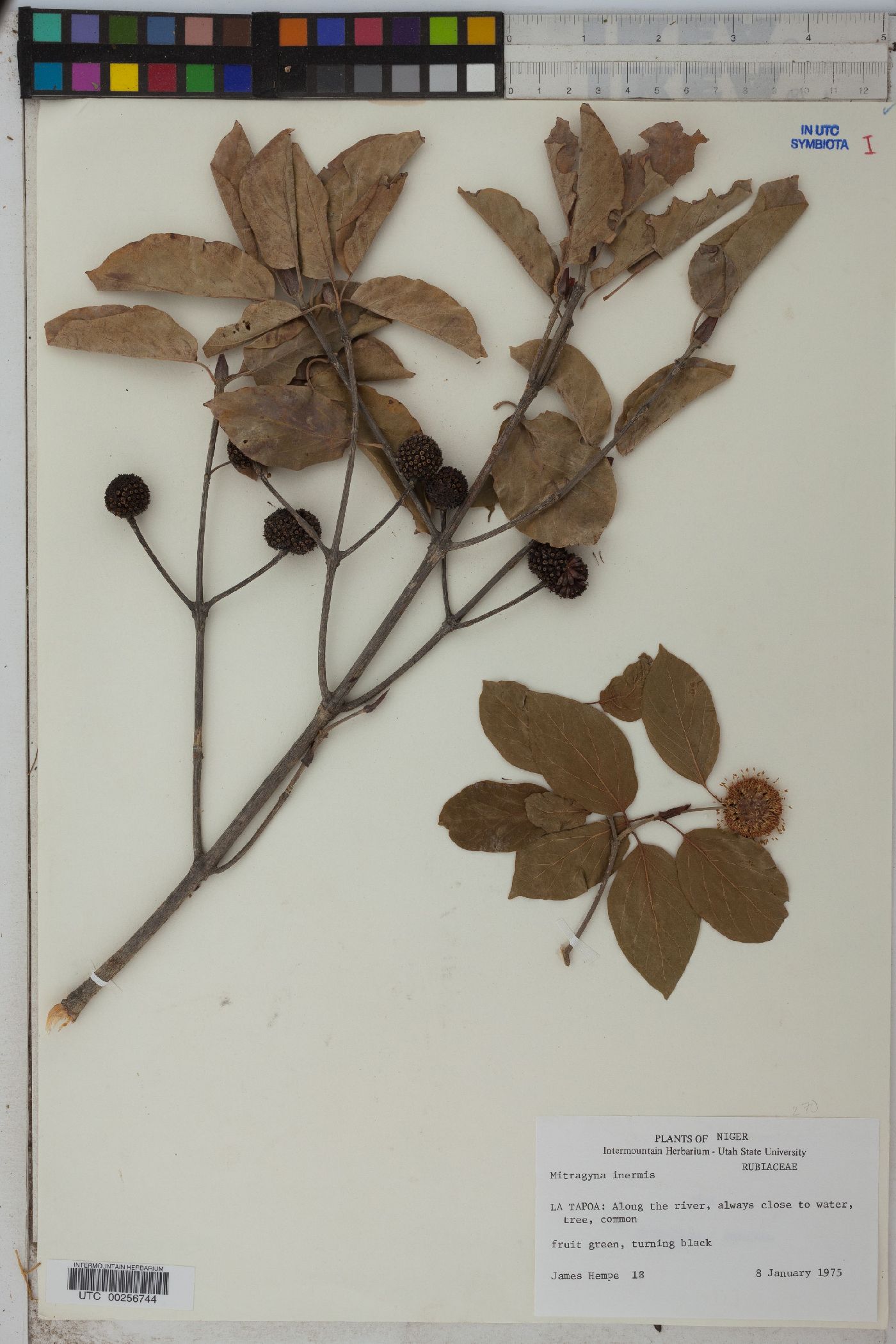 Mitragyna inermis image
