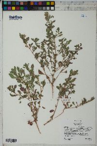 Amaranthus albus image