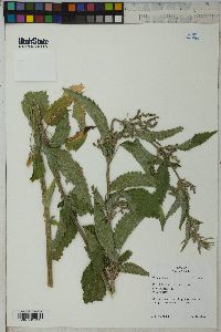 Urtica dioica image