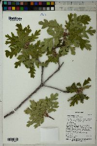 Quercus gambelii image