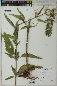 Urtica gracilis image