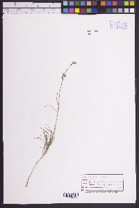 Mirabilis linearis image