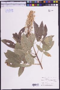 Aesculus californica image