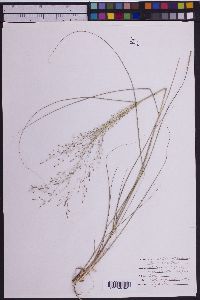 Eragrostis intermedia image