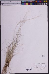 Aristida purpurea var. nealleyi image