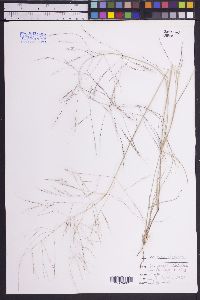 Aristida ternipes image