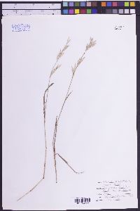 Bromus catharticus image