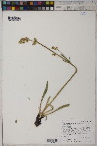 Valeriana edulis image