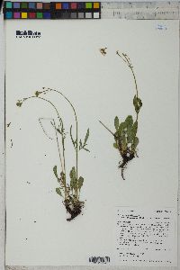 Valeriana dioica image