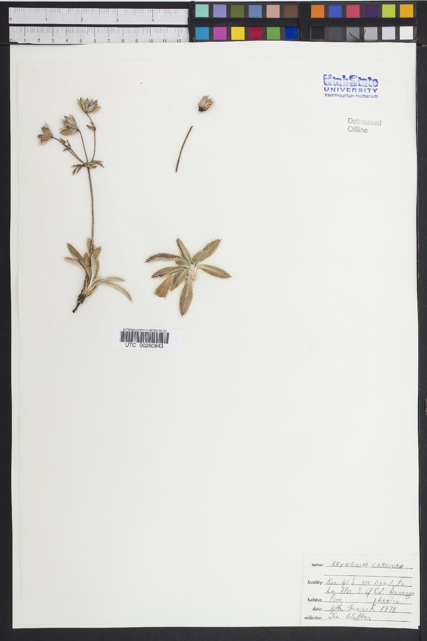 Eryngium carlinae image