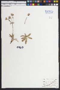 Image of Eryngium carlinae
