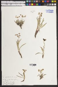 Bupleurum americanum image