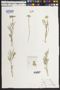 Lomatium grayi image