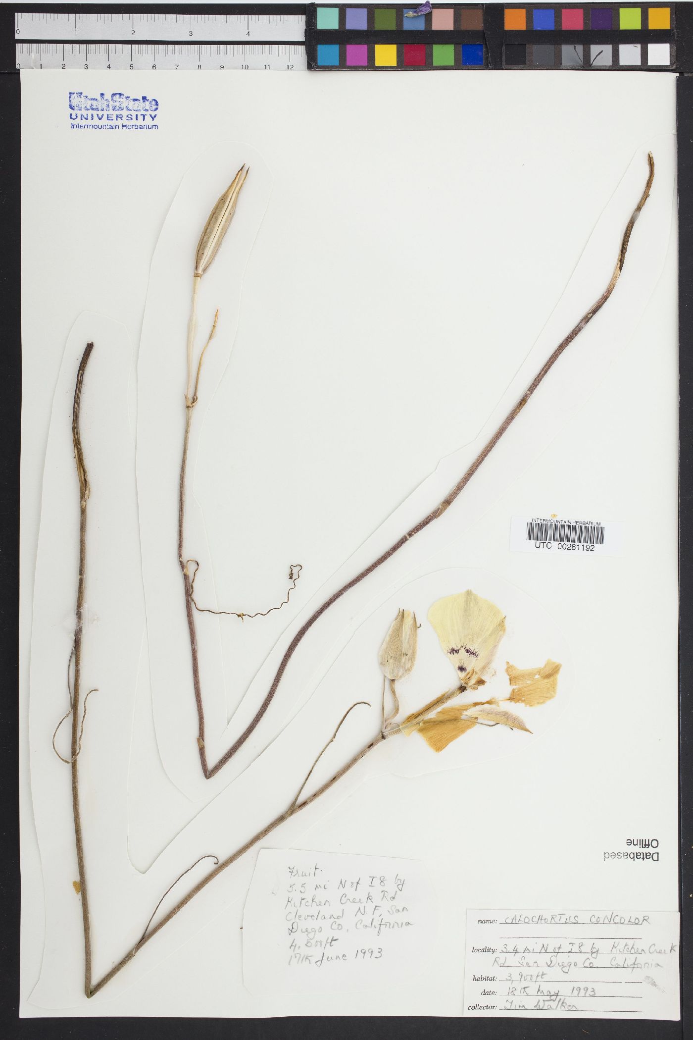 Calochortus concolor image