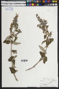 Image of Salvia keerlii