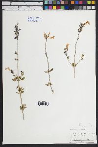 Salvia microphylla image