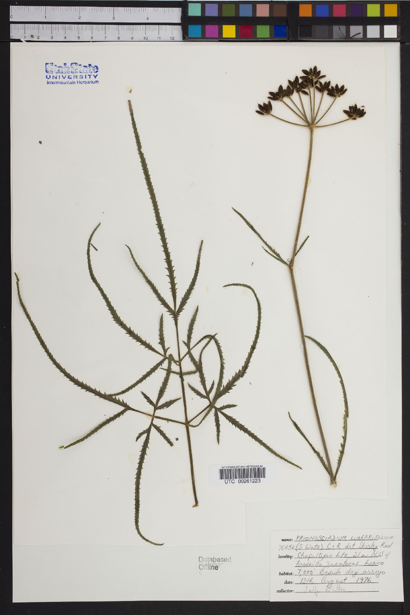 Prionosciadium linearifolium image