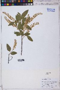 Prunus serotina var. virens image