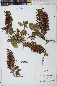 Combretum fruticosum image