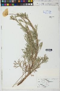 Hunnemannia fumariifolia image