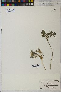 Corydalis aurea image