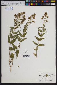 Solidago velutina image