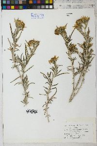 Senecio mairetianus image