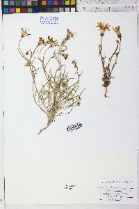 Calycoseris wrightii image