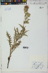 Cirsium arizonicum var. rothrockii image