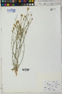 Stephanomeria exigua image