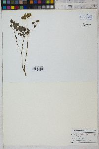 Thalictrum dioicum image