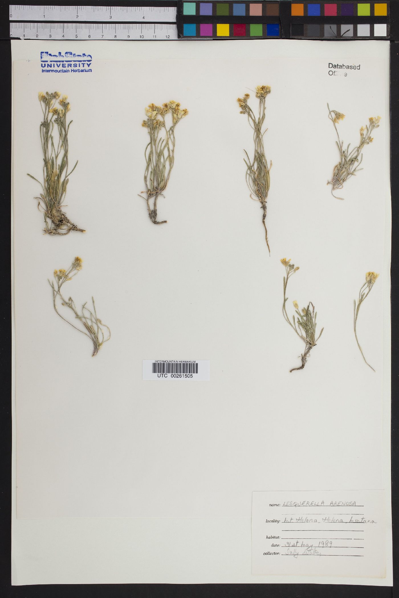 Physaria arenosa subsp. arenosa image