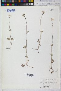 Lithophragma parviflorum image