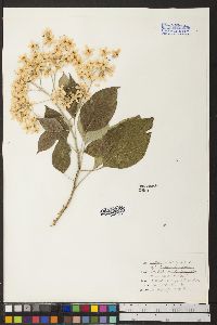 Image of Cordia elaeagnoides