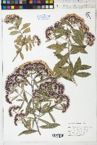 Image of Vernonia salicifolia