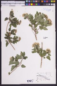Image of Eupatorium ageratifolium