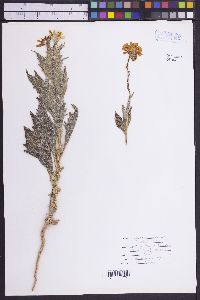 Geraea canescens image